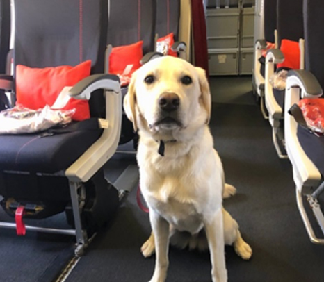 Working Dog on an Airplane